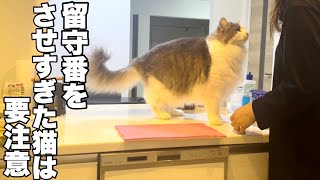 【留守番をさせすぎた猫はこんな行動をします】リチャード家編　ノルウェージャンフォレストキャットと保護猫