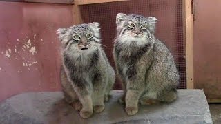 優劣を競い合うマヌルネコの子供たち（埼玉県こども動物自然公園）Pallas's cat Cubs