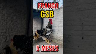 Frango sertanejo balão GSB com 5 meses #gsb #criação #galinha #aves #vidanocampo