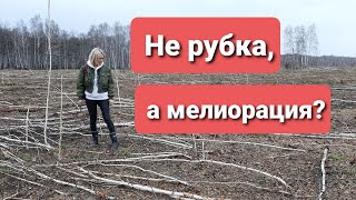 НЕ РУБКА, А МЕЛИОРАЦИЯ?