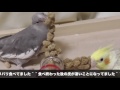 粟の穂をオカメインコにあげてみた