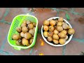 மாடித்தோட்டத்தில் சப்போட்டா அறுவடை sapota harvest in maadithottam