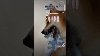 哈利懷疑人生（投胎）系列#柴犬 #shibainu #dog #狗 #tiktok #毛小孩 #投胎 #懷疑人生