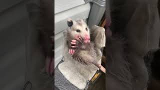 Baby Opossum playing possum! #swatwildlife #animalcontrol #torontolife like \u0026 follow for more