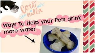 寵物鮮高湯塊作法 // Ways to help your pet drink more water 《CoConilla不麻煩鮮作寵食》