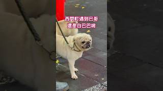 西門町遇到白色巴哥 #doglover #pug #pug #巴哥犬 #巴哥 #西門町 #遛狗