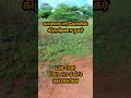 kalayarkovilrealestate kalayarkovil kalayarkoil sivagangaiproperties sivagangai landforsale