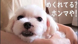 乾燥？老化？鼻の皮がたびたび剥けてしまいました/元保護犬マルチーズ