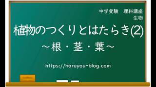 植物のつくりとはたらき(2)根・茎・葉