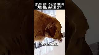 주인이 돌아오길 기다렸던 댕댕이 형제들의 놀라운 작전!