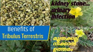 Kidney stone, Urinary infection.. എന്നിവക്ക് ഫലപ്രദമായ നാട്ടുമാരുന്ന്....💯🧚