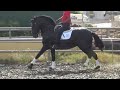 spanish horse for sale **sold** black andalusian pre stallion 2016 1 69 m mp461