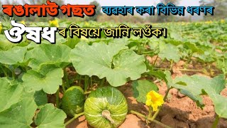 ৰঙালাউ গছ বৃদ্ধি হবলৈ কি ঔষধ ব্যৱহাৰ কৰা হয়? Pumpkin growing in Assam | Rongalao kheti