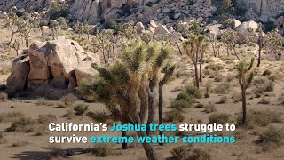 California’s Joshua trees struggle to survive extreme weather conditions