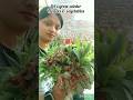 Let's grow winter flowers & vegetable #ytshorts #gardeningideas #winterflower #growvegetables