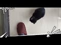 【小黑猫警长日记11】纯黑与牛奶混血的神秘猫咪~