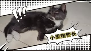 【小黑猫警长日记11】纯黑与牛奶混血的神秘猫咪~