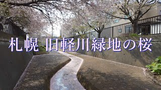 札幌 旧軽川緑地の桜