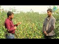 bal sundari cultivation method and how profitable it is at this time looking for an entrepreneur