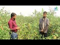 bal sundari cultivation method and how profitable it is at this time looking for an entrepreneur