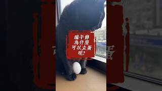 端午立蛋🥚科普 #端午節  #立蛋 #科普 #民俗 #貓 #cat