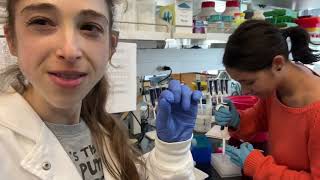 Tips for using multichannel pipets