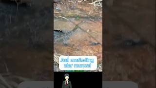 Asli merinding ular muncul #fypyoutube #shortsviral #shortvideo #shorts