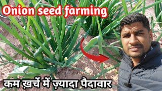 Onion seed farming  प्याज के बीज की खेती में लाखों की कमाई प्याज के बीज की खेती pyaj ke bij ki kheti