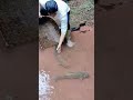 The process of catching grass carp in streams