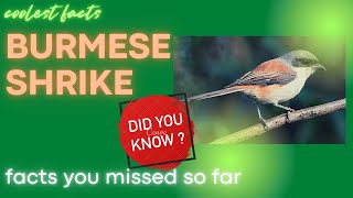 Burmese Shrike facts