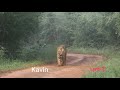 மசினகுடி short video masinakudi forest area