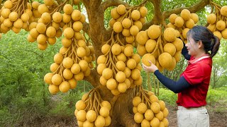 Harvesting  1000+ Giant Tropical Langsat Fruit & Making Langsat  Salad - SOLD OUT in Minutes