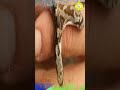 ஒரு பாம்பு விலை 35 lakhs ah video பாருங்க தெரியும் two headed snakes