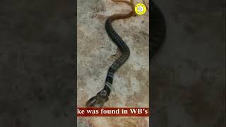 ஒரு பாம்பு விலை 35 lakhs ah ? video பாருங்க தெரியும் Two headed snakes