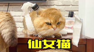 这么可爱，一定是仙女猫！