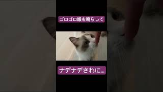 朝起きたらゴロゴロ喉を鳴らして近付いてきた子猫が...