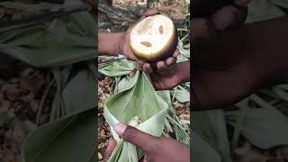 Indian Ice apple juice (nungu pathaneer)palm fruit drink#shorts#ice apple#amazing#juicewrld#drink