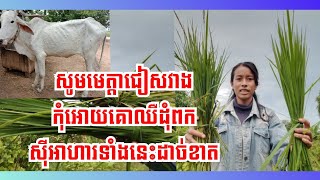 Ep.70| ចំណីអាហារ២ប្រភេទដែលគោឈឺដុំពកស៊ីអាចស្លាប់...| Dangerous food for cows| Animal TK