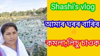 আমাৰ বাৰিৰ কমলা,লিচু চাওক/Shoshi's vlog