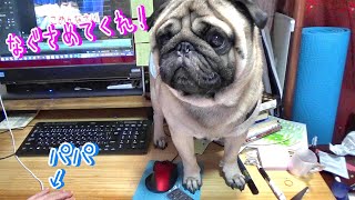 ママに怒られて泣き顔でパパのところに来る愛犬パグ　『おまめ日記』Pug Comedy Videos From Japan