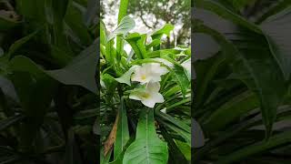 ଚମ୍ପାଗଛରେ ଫୁଲ ଆସୁନଥିଲେ#champa #plumeriaflower #plantcaretips #youtubeshorts #odiagarden #gardening