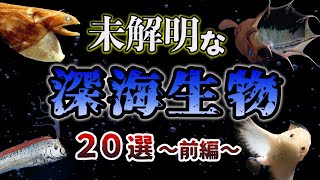 【ゆっくり解説】解明不能！？奇妙な深海生物の生態20選～前編～