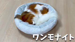 新しいベッドでワンモナイトで寝ているパピヨンに頬ずりしたい！ #papillon  #パピヨン