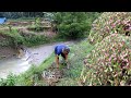 Tumis tumbuhan liar gulma sawah(tempuh wiyang) masak bumbu teri tempe indonesian village foods