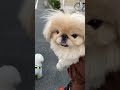 【ペキニーズ風太・散歩リタイア】 shorts ペキニーズ トイプードル dog