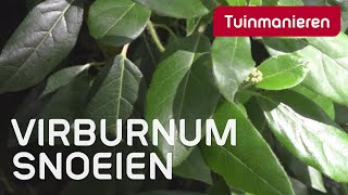 De Viburnum tinus: hoe en wanneer snoeien? | Tuinmanieren