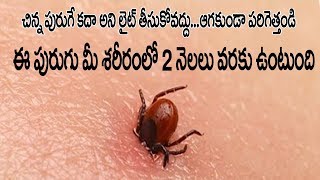 ప్రపంచంలోనే 5 ప్రమాదకరమైన పురుగులు |Top 5 Most Dangerous Insects In The World In Telugu