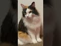 三毛猫みぃちゃん　可愛い顔でにゃーと鳴く猫