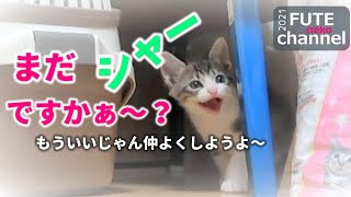 今日も激おこ子猫はシャーと言ふいつまでシャーなん？仲良くしようよ？リンゴ箱の猫+9【保護子猫】