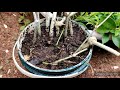 దొండ తీగను ఎలా పెంచుకోవాలి how to grow ivy gourd from cuttings best fertilizer for ivy gourd